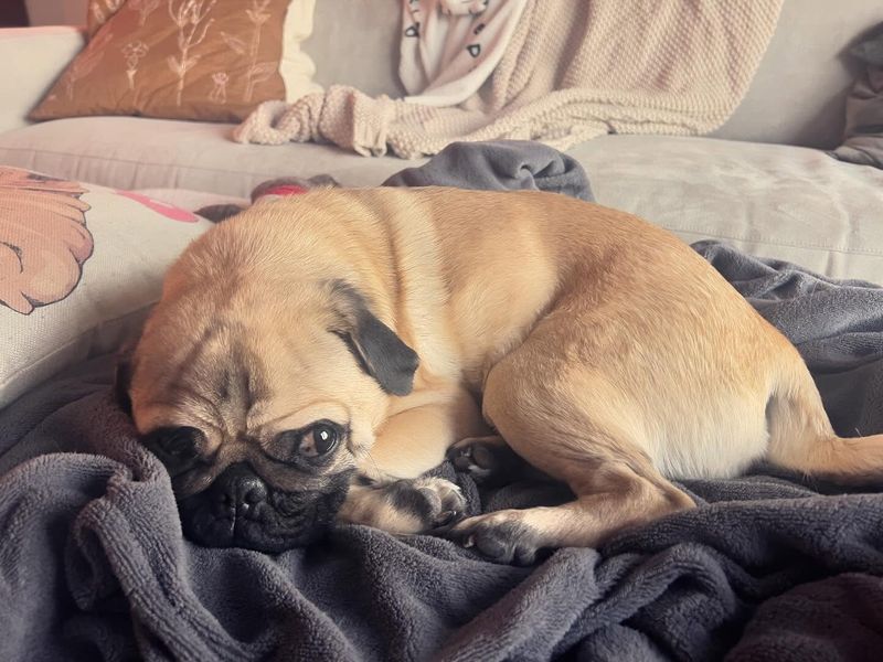 Pug