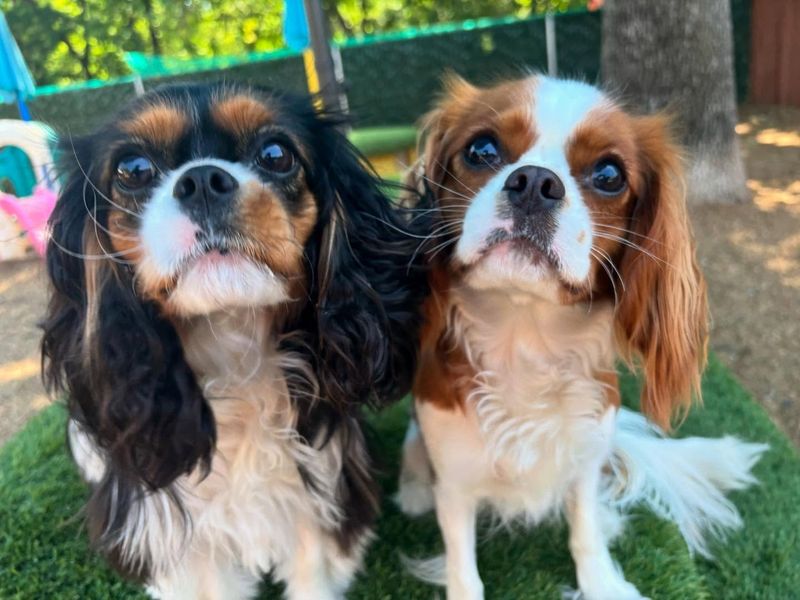 Cavalier King Charles Spaniel