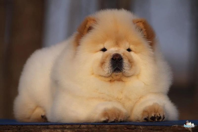 Chow Chow