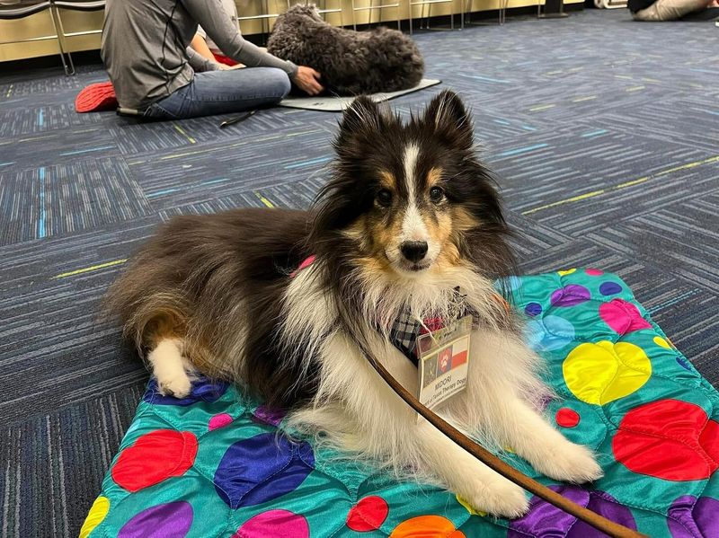 Shetland Sheepdog