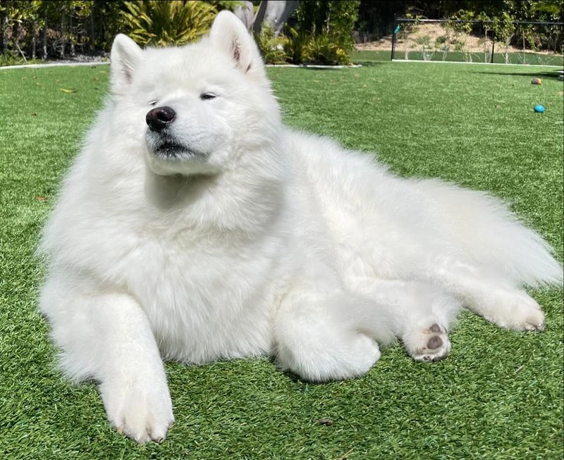 Samoyed