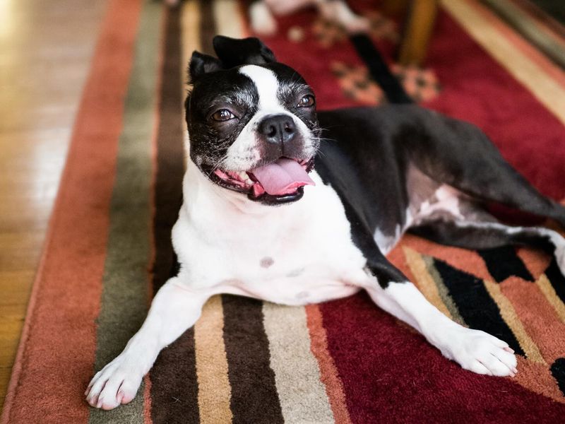 Boston Terrier