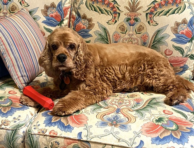 Cocker Spaniel