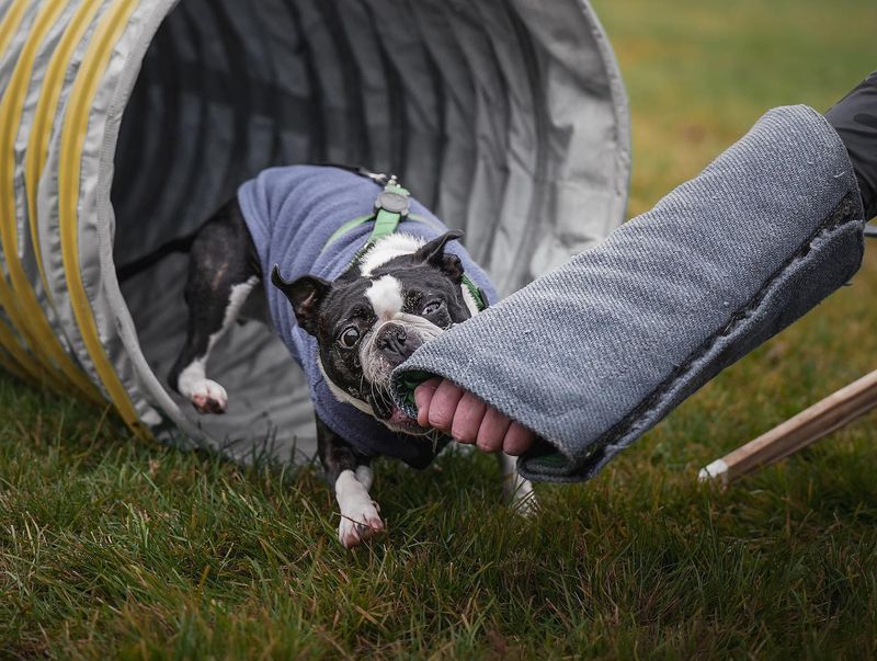 Boston Terrier