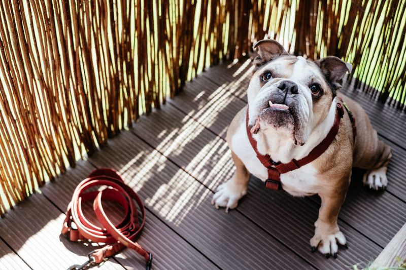 Bulldog