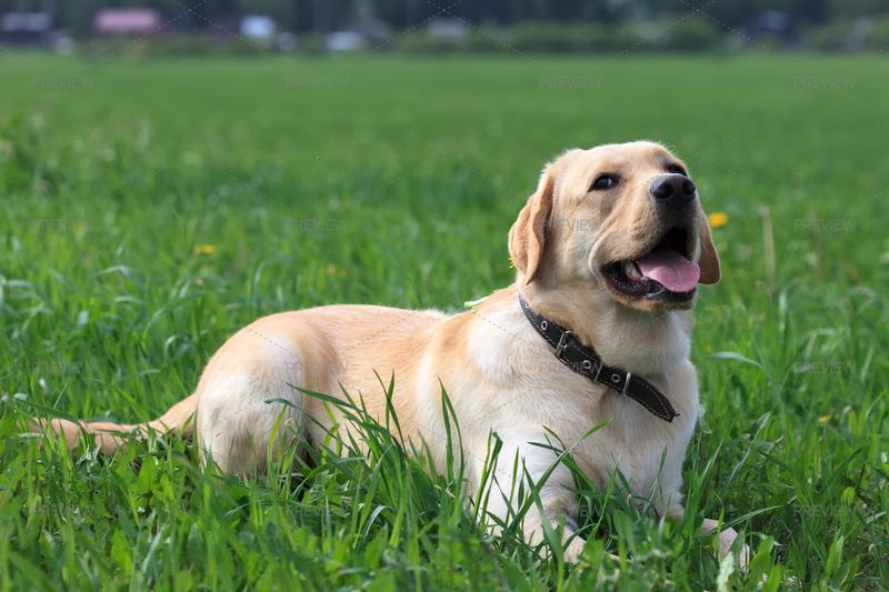 Labrador Retriever