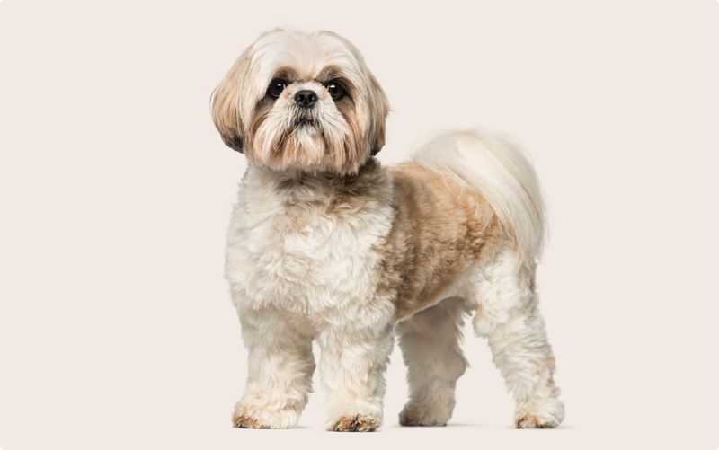 Shih Tzu