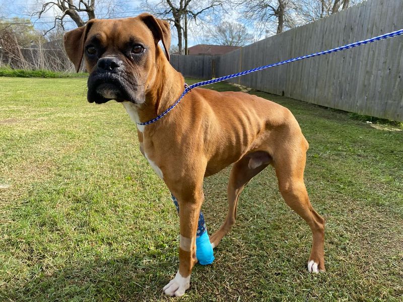 Boxer