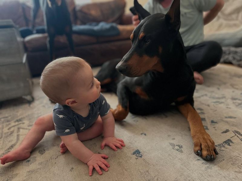 Doberman Pinscher
