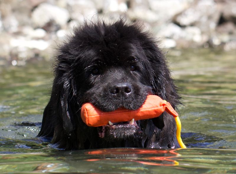 Newfoundland
