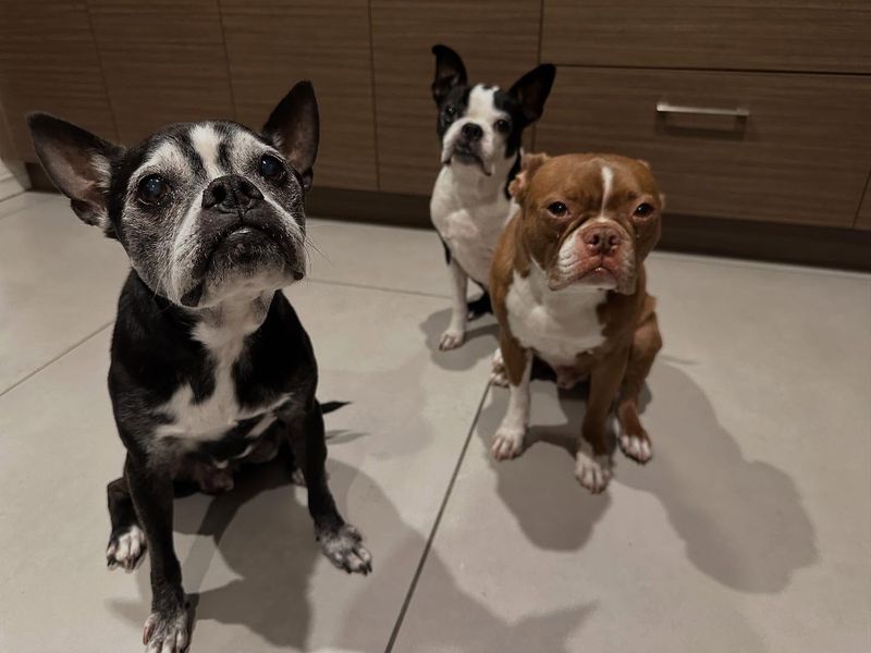 Boston Terrier