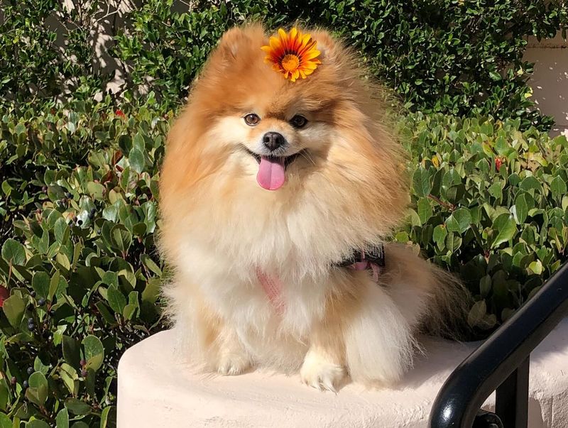 Pomeranian