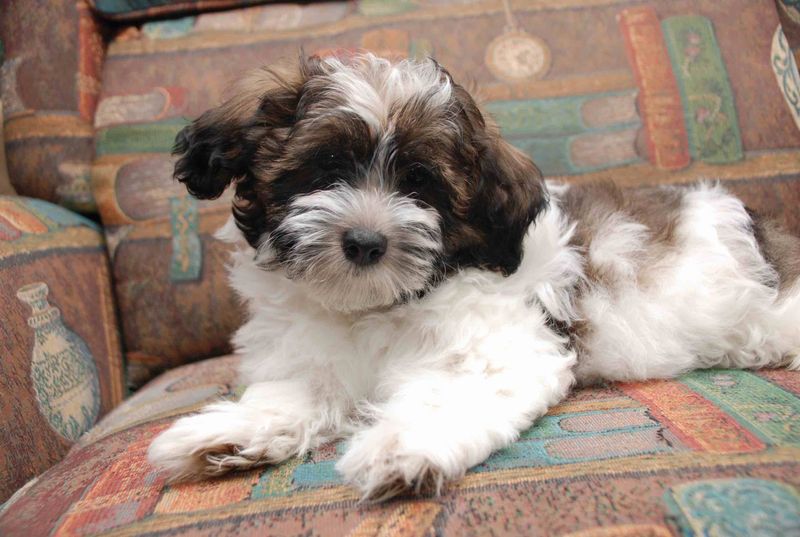 Havanese