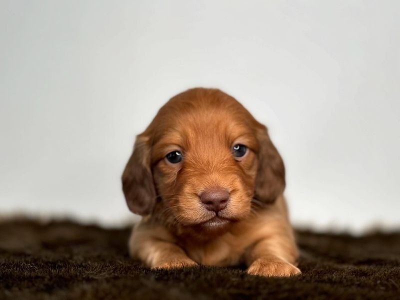 Dachshund
