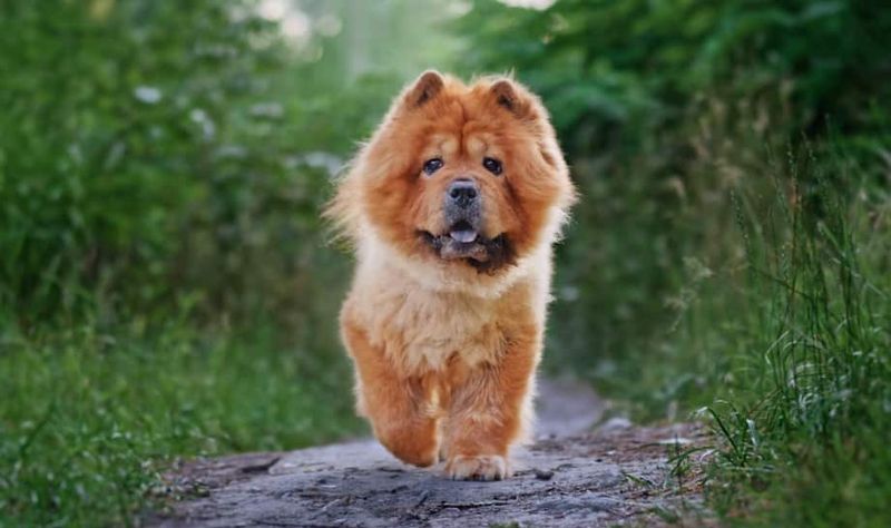 Chow Chow