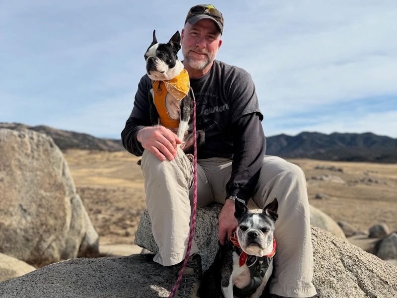 Boston Terrier