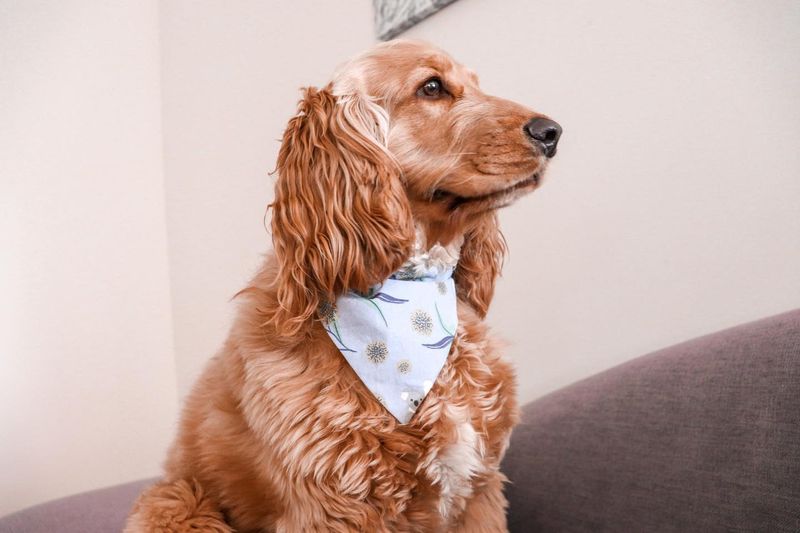 Cocker Spaniel