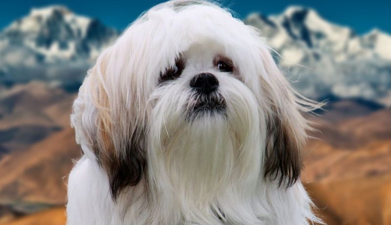 Lhasa Apso
