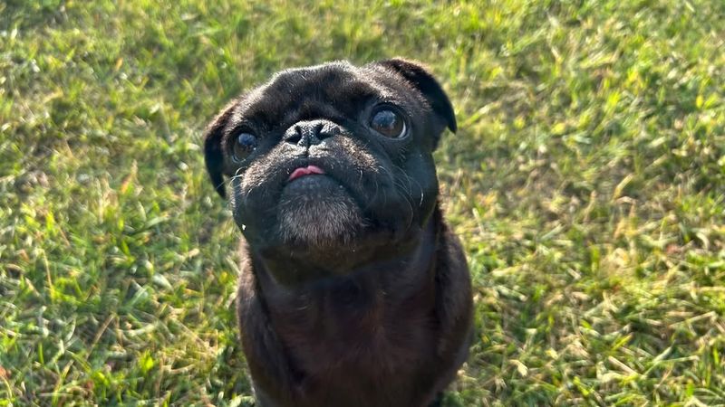 Pug