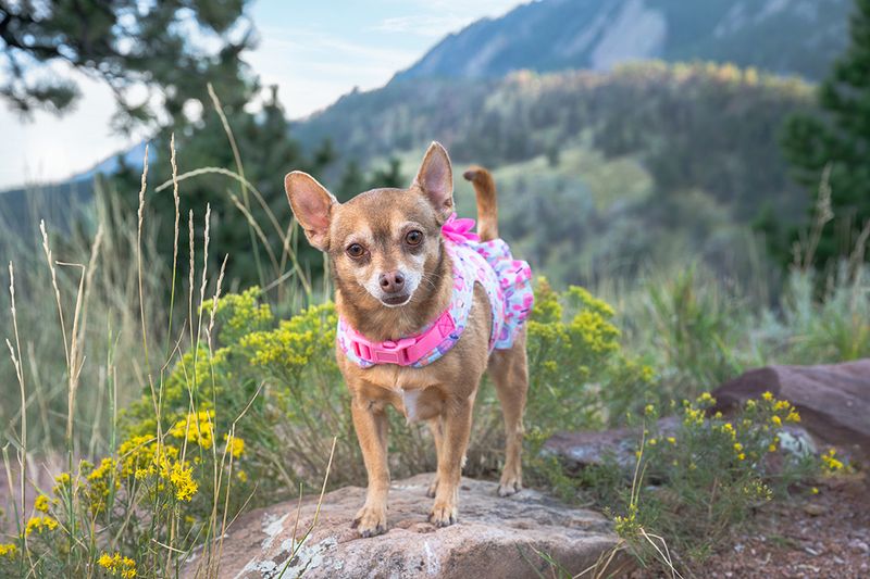 Chihuahua