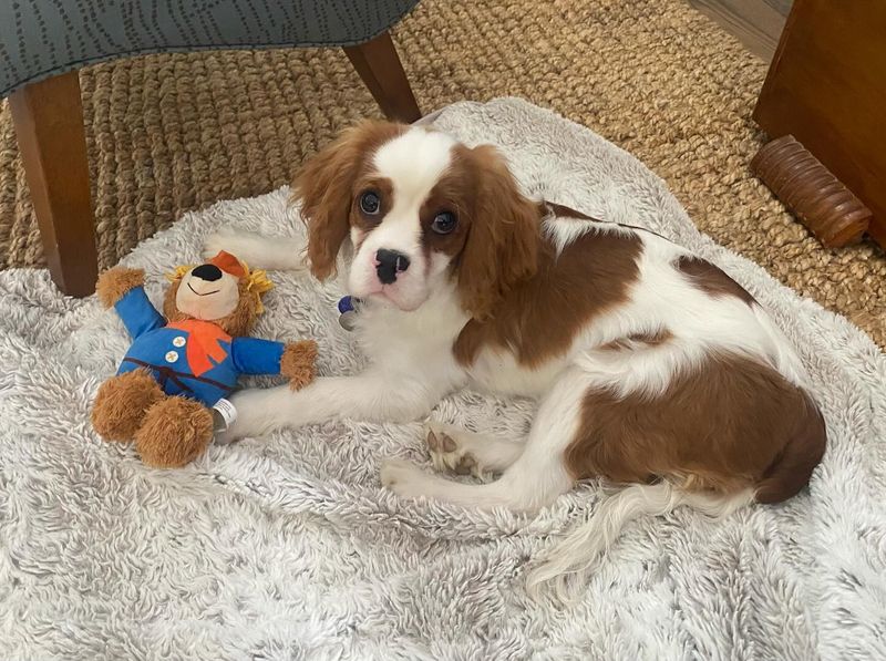 Cavalier King Charles Spaniel