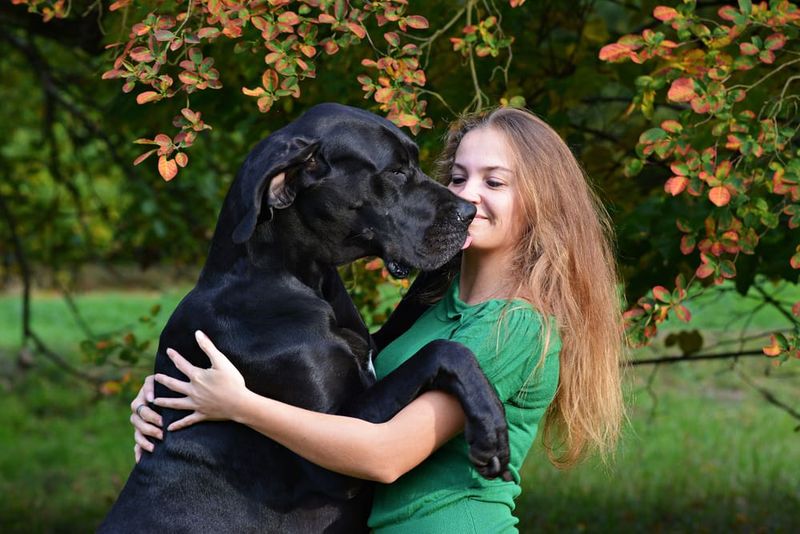 Great Dane