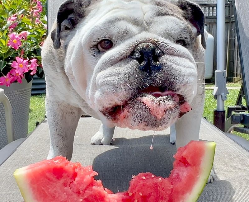 Bulldog