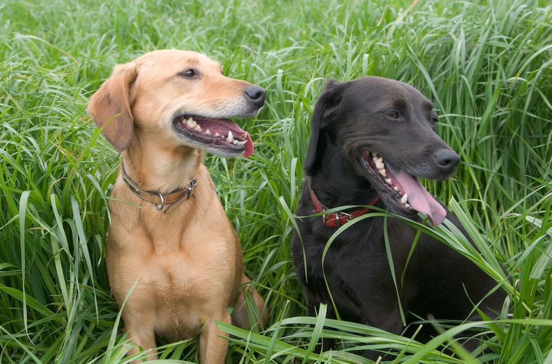 Labrador Retriever