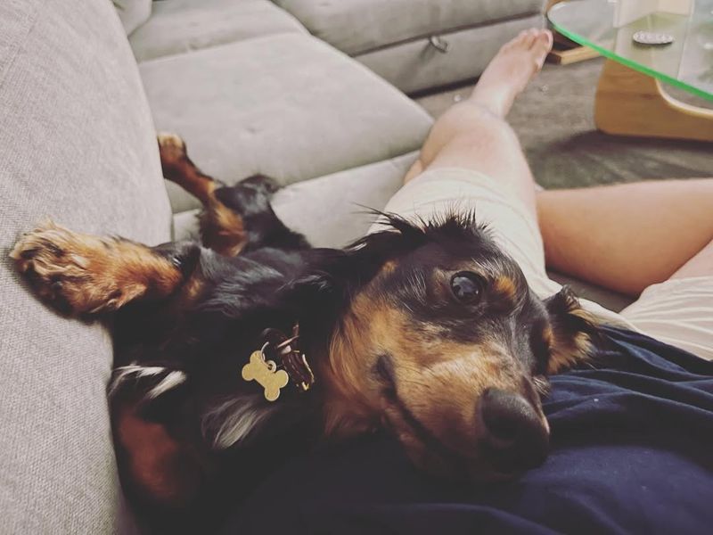 Dachshund