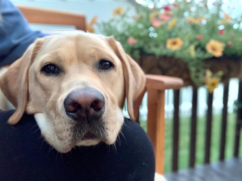 Labrador Retriever