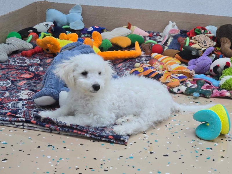 Bichon Frise