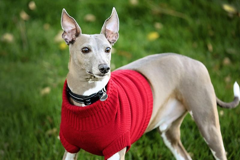 Italian Greyhound