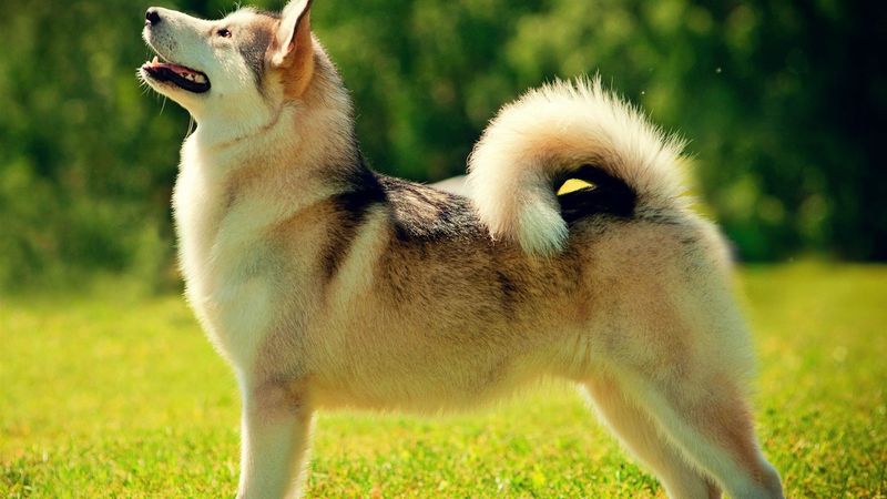 Consistent Tail Wagging