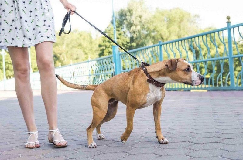Tight Leashes