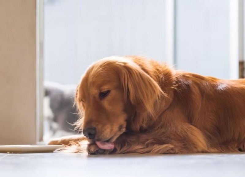 Excessive Licking