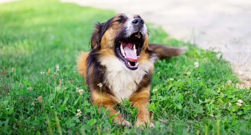 Persistent Coughing