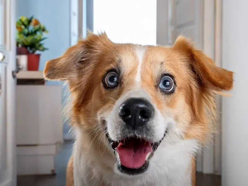 Bright, Alert Eyes
