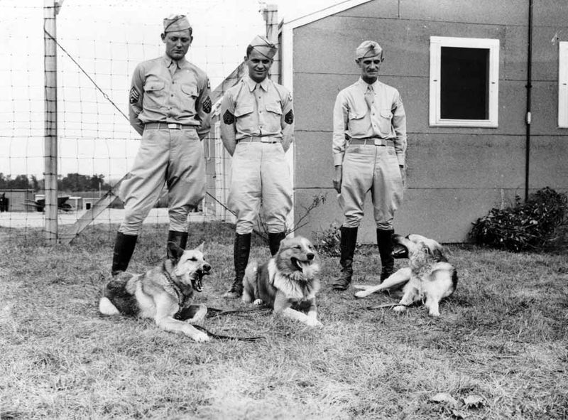 Chips the Decorated War Dog