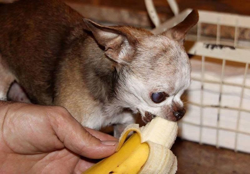 Bananas