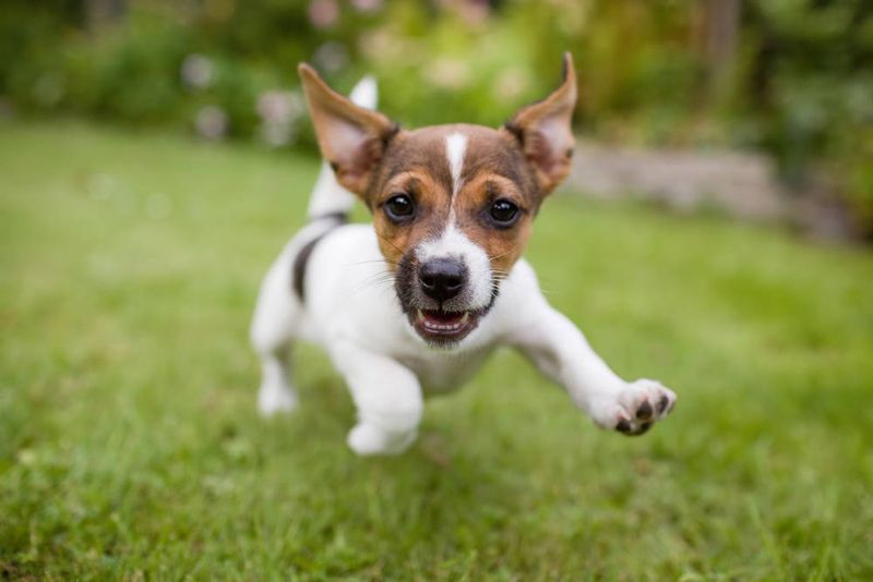 Happy Zoomies