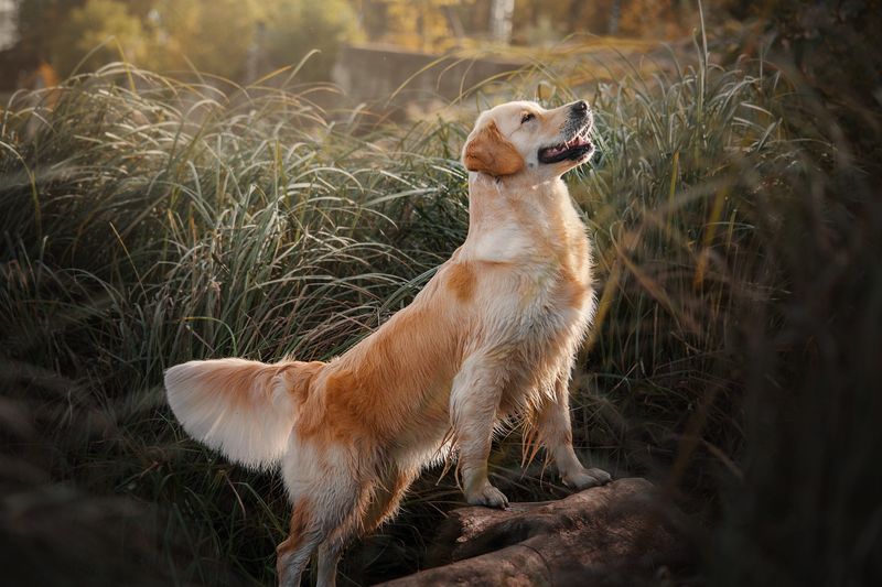 Tail Thumps