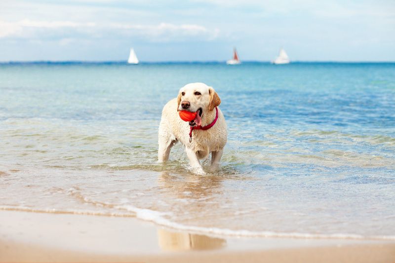 Family Friend: The Labrador Retriever