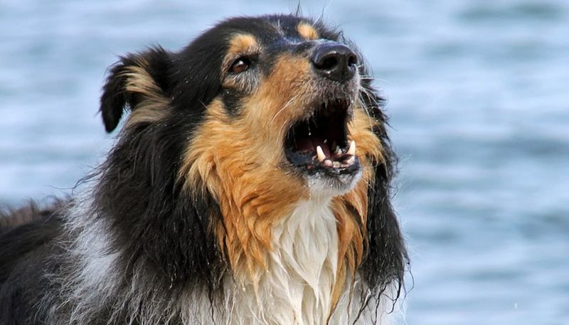 Joyful Barking