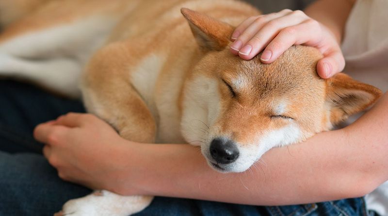 Comfort Companion