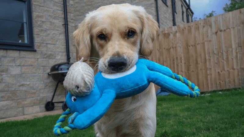 Bringing You Their Favorite Toy