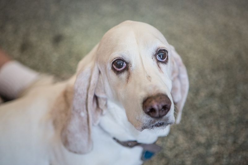 Soulful Gaze
