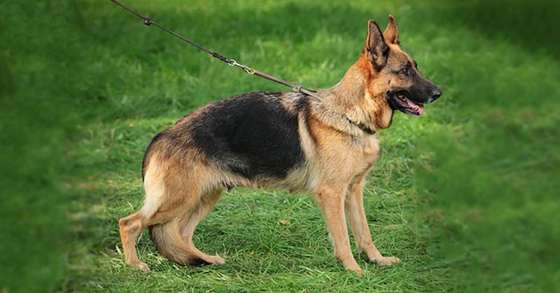 Walking Calmly on Leash
