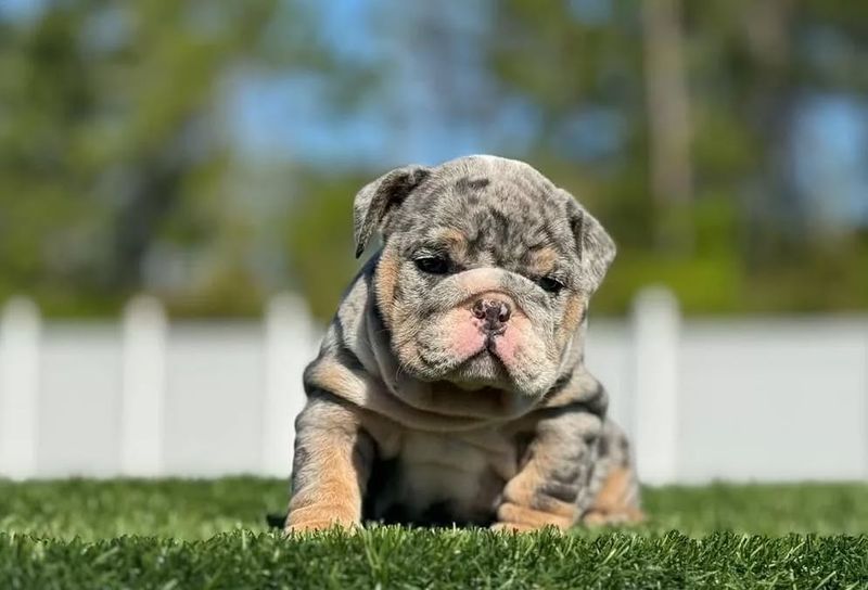Bulldog
