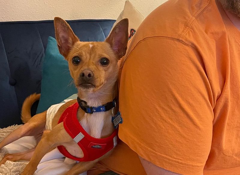 Chihuahua