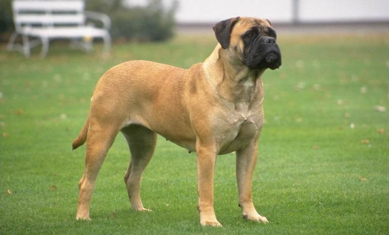 Bullmastiff